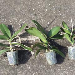 胡蝶蘭　３鉢の画像