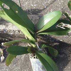 胡蝶蘭　３鉢の画像