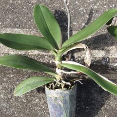 胡蝶蘭　３鉢