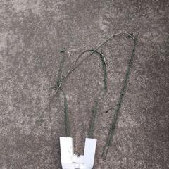 胡蝶蘭　３鉢の画像