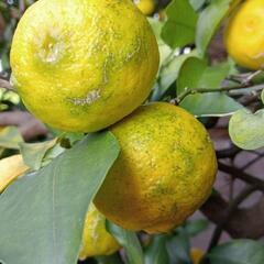 今年も実りました☆柚子の画像