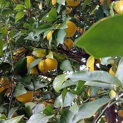 今年も実りました☆柚子の画像