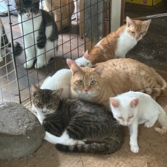 保護猫のご飯と砂（ペレット以外）譲ってください🙇‍♀️全然足りません😭