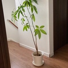 観葉植物　パキラ