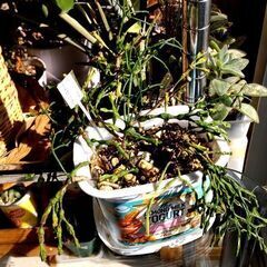 【多肉植物】リプサリス連ハティオラ属『サルコイアシ』プラポット植え(LPS500)の画像