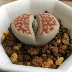 リトープス  多肉植物  (4)の画像