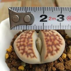 リトープス  多肉植物  (4)の画像