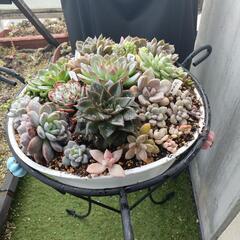 多肉植物 寄せ植え