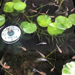 メダカ 花魁系 15匹
