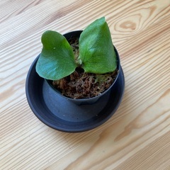 ビカクシダステマリア（観葉植物）B