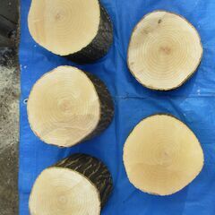 ■(完売) :丸太・水木(ミズキ) の広葉樹 の画像