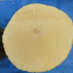 ■(完売) :丸太・水木(ミズキ) の広葉樹 の画像