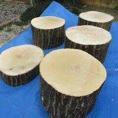 ■(完売) :丸太・水木(ミズキ) の広葉樹 の画像