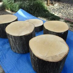 ■(完売) :丸太・水木(ミズキ) の広葉樹 の画像