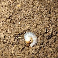 ツシマヒラタクワガタ　幼虫　15匹　の画像