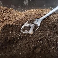 ツシマヒラタクワガタ　幼虫　15匹　の画像
