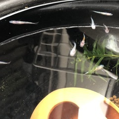 メダカ  紅花魁xサファイア 10匹
