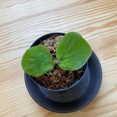 ビカクシダステマリア（観葉植物）C