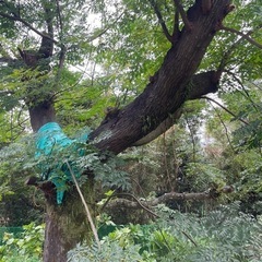 薪にどうぞ！せんだんの木　差し上げます。　薪等にの画像