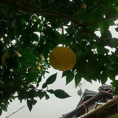 ゆず。果汁たっぷり柚子。12月21日の冬至にゆず湯♨１個のお値段です。の画像