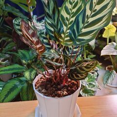 観葉植物 カラテア マコヤナ