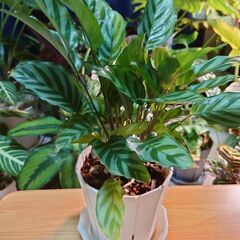 観葉植物 カラテア フレディ