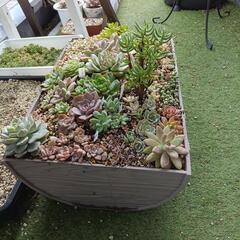 多肉植物 寄せ植え
