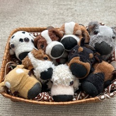 レア物可愛いワンコ達