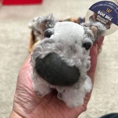 レア物可愛いワンコ達の画像