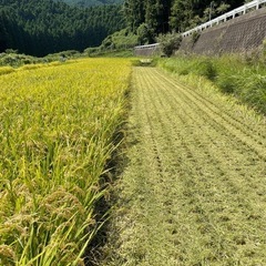#米　#お米　キヌヒカリ　三重県名張市産　2024年9月収穫米の画像