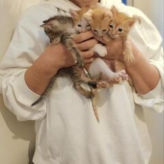 幸せになりました❣️ちゃちゃの幸せさがし − 宮崎県