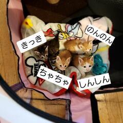 幸せになりました❣️ちゃちゃの幸せさがし - 里親募集