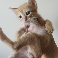 幸せになりました❣️ちゃちゃの幸せさがし - 日向市