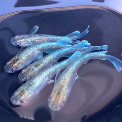 🌈メダカ　エメキンKWF 5匹🌈