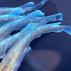 限定1🌈メダカ　エメキンKWF 5匹🌈の画像