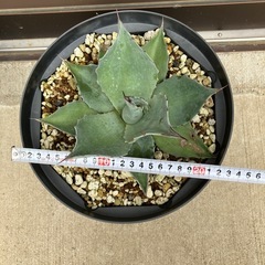 アガベ　オバティフォリア　フロスティブルーの画像