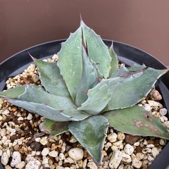 アガベ　オバティフォリア　フロスティブルーの画像