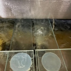 取り引き中！水槽二つ＋水槽台セットの画像