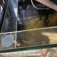 取り引き中！水槽二つ＋水槽台セットの画像