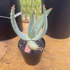 アロエ　コンプトニー
