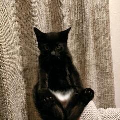 お母さん猫と子猫たち③