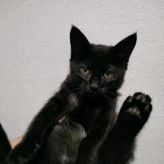 お話し中　お母さん猫と子猫たち④