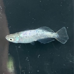 🌸緑光ラメ ヒカリ体型5匹セット🌸の画像