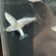 🌸緑光ラメ ヒカリ体型5匹セット🌸の画像