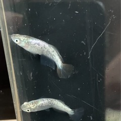 🌸緑光ラメ ヒカリ体型5匹セット🌸の画像