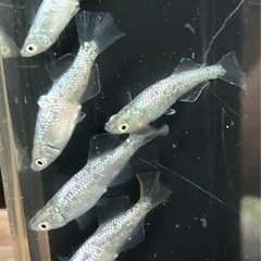 🌸緑光ラメ ヒカリ体型5匹セット🌸