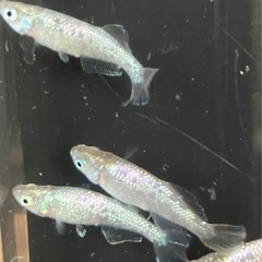 🌸緑光ラメ ヒカリ体型5匹セット🌸の画像