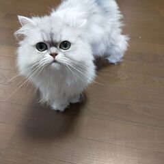 2歳のペルシャの女の子です。
