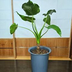 観葉植物『クワズイモ』　大きなハート型の葉っぱが可愛いです♡　６...