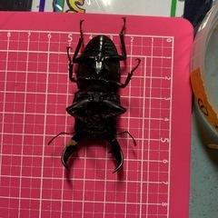 アマミヒラタクワガタ